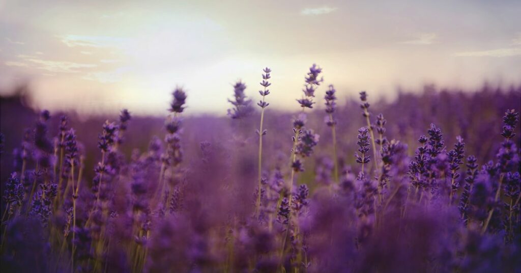 lavender field